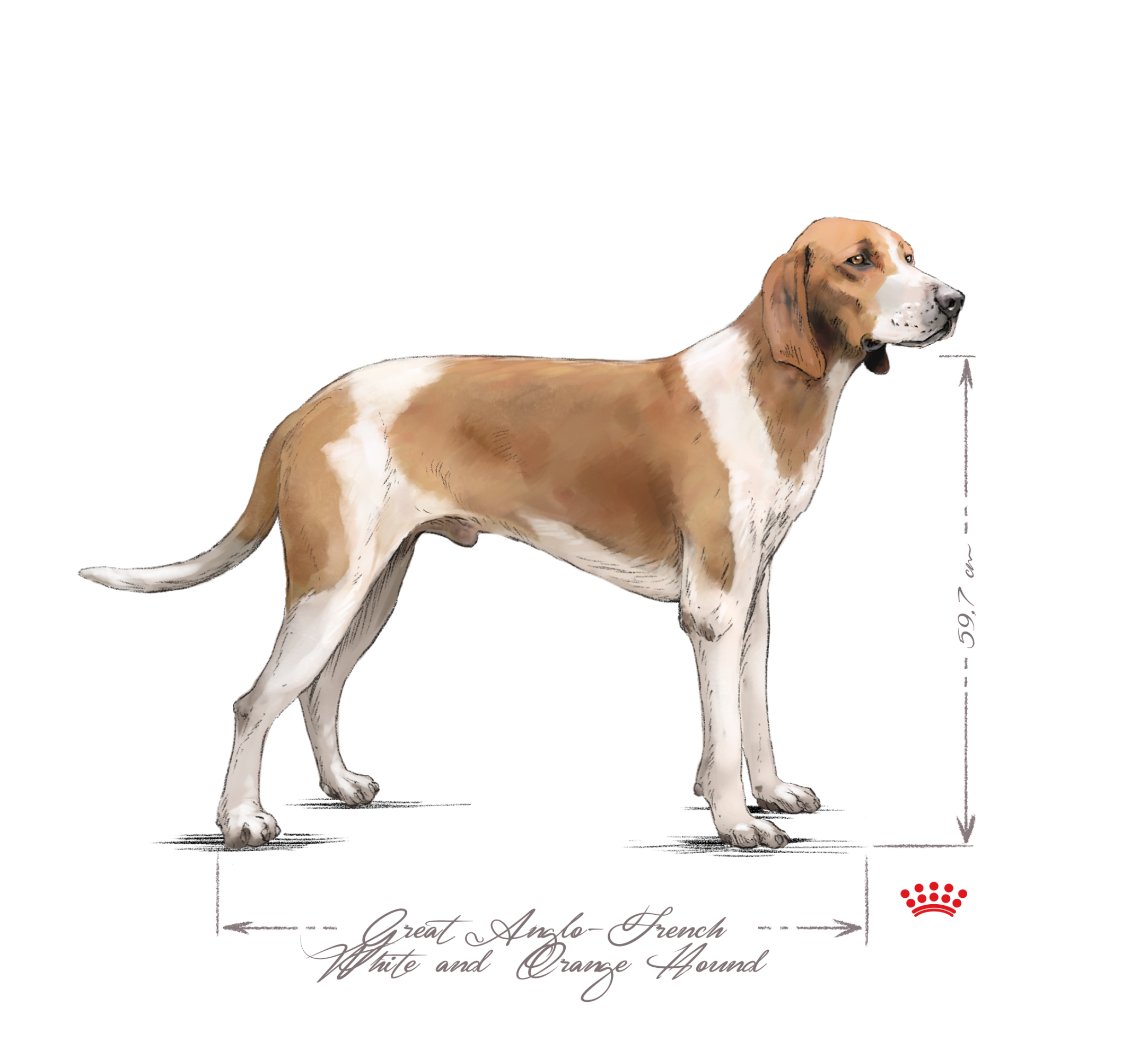 Great anglo-french white and orange hound adult standing