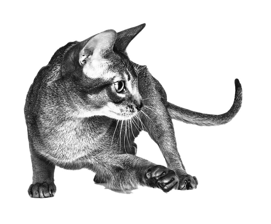 cat-tactical-landing-abyssinian-black-and-white