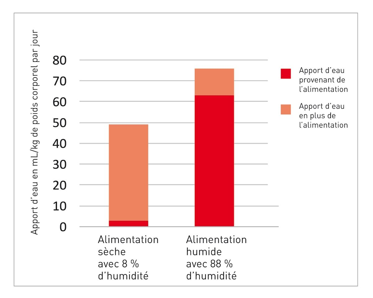 Apport hydrique chez les chats lors d’alimentation sèche et humide (8)