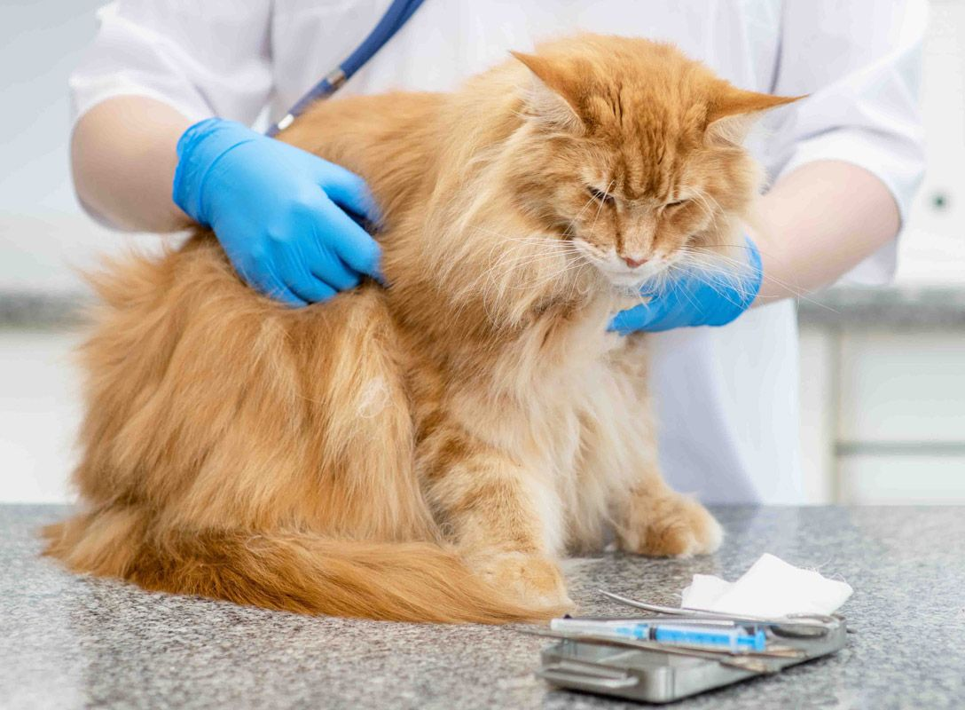 Le poids, la note d’état corporel et la note de condition musculaire devraient être régulièrement évalués chez tous les chats 