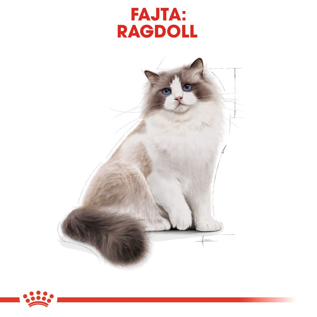 Ragdoll Adult