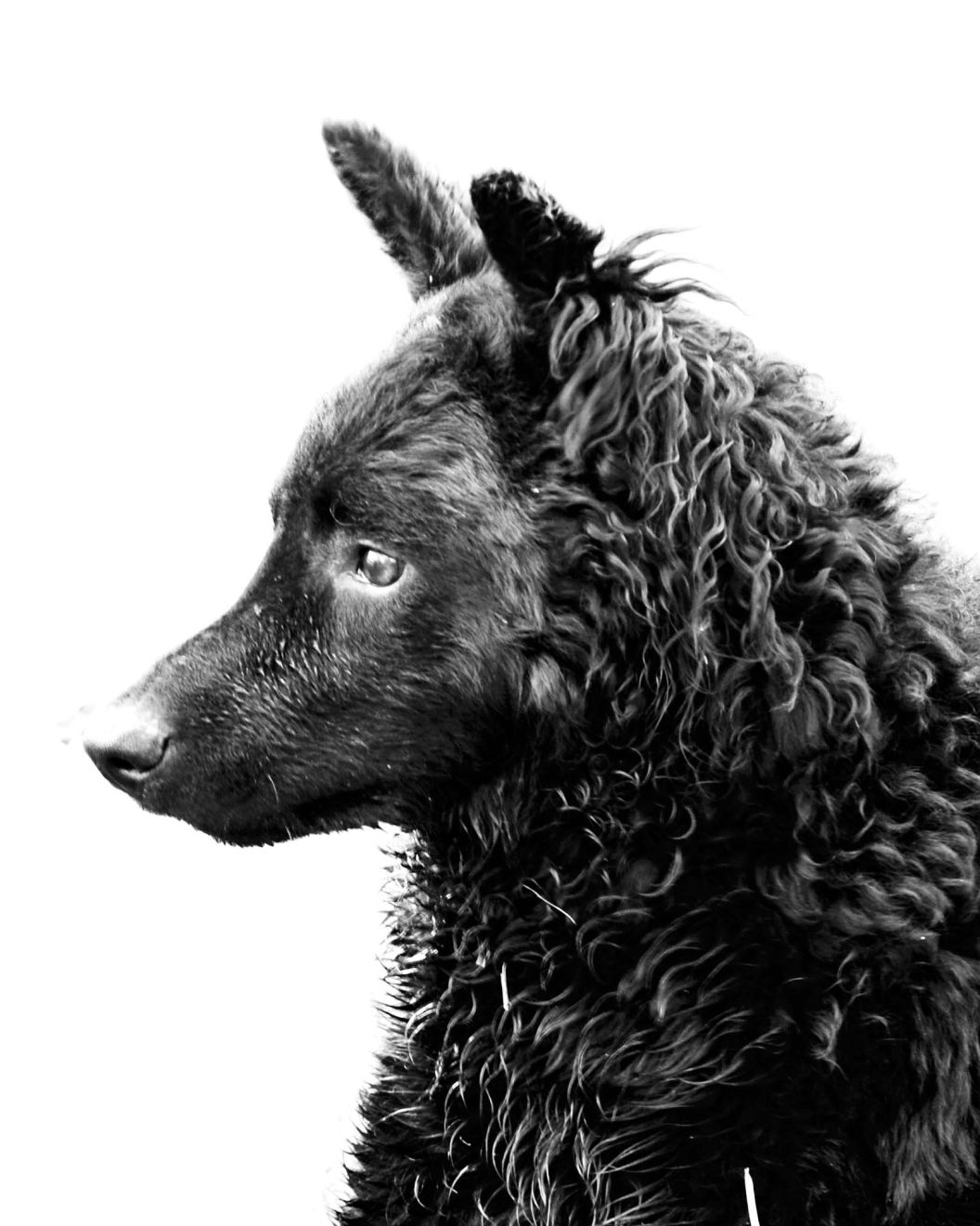 croatian-shepherd-dog-bw-2