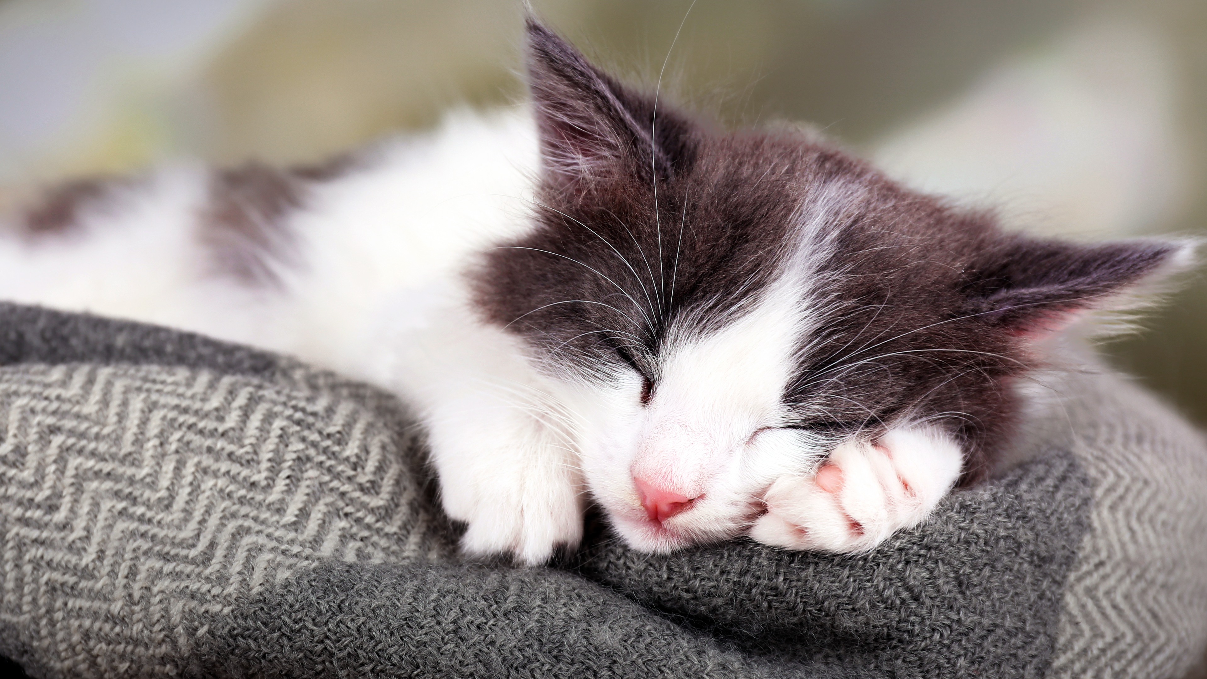 Ein Kätzchen, das den Kopf auf seine linke Pfote gelegt hat, schläft auf einer grauen Decke