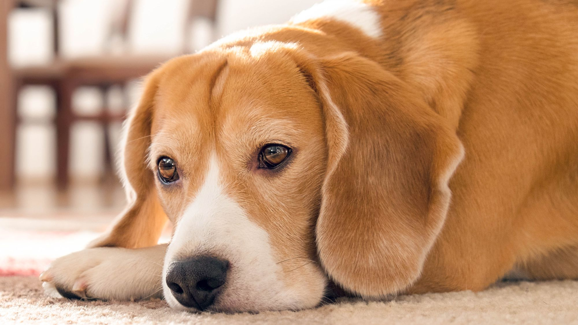 Dog lying down 