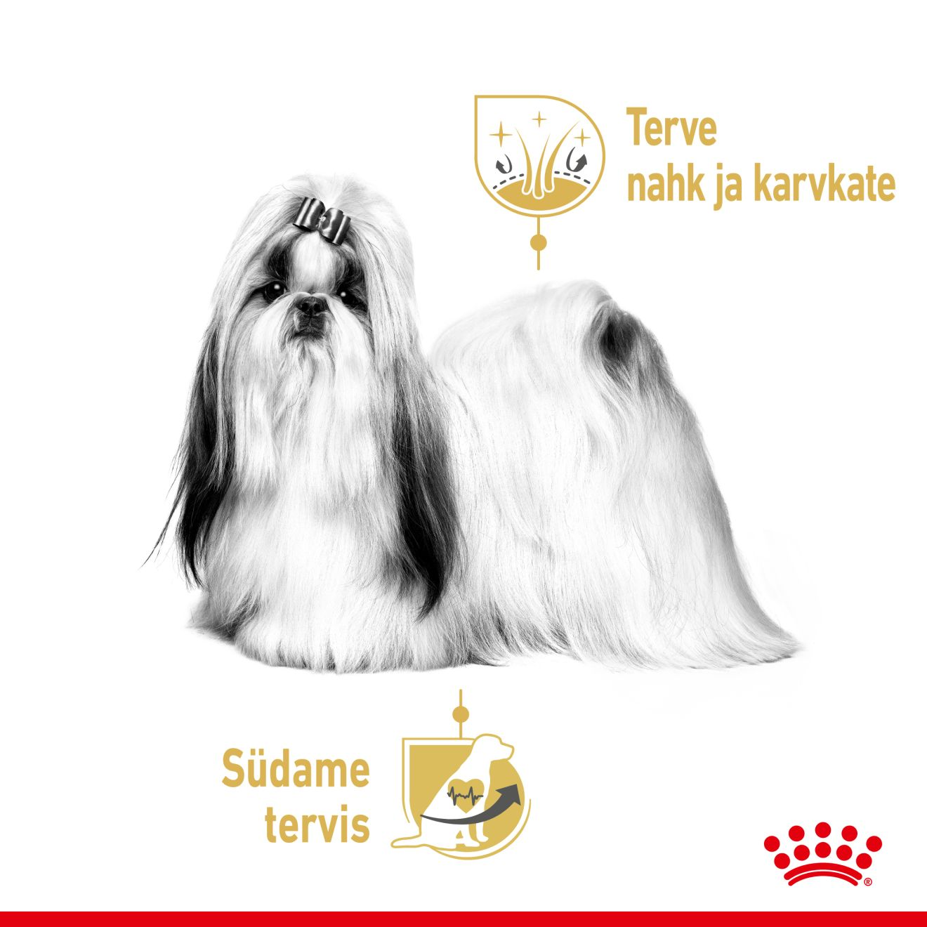 Royal Canin Shih Tzu Adult konserv