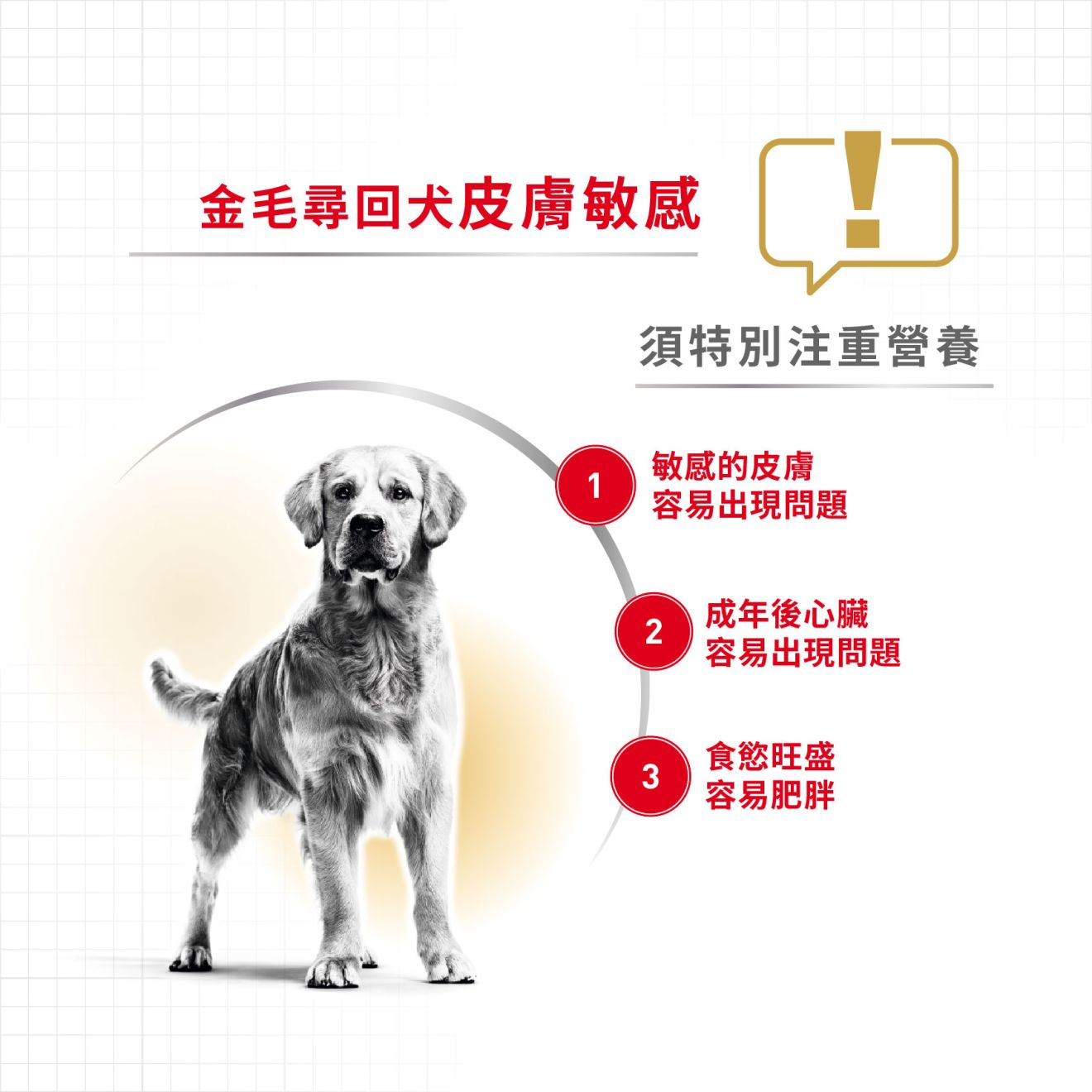 BHN 金毛尋回成犬專屬配方