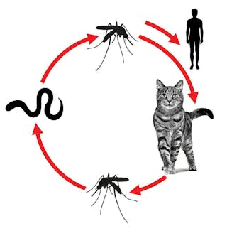Ciclo vitale di Dirofilaria immitis