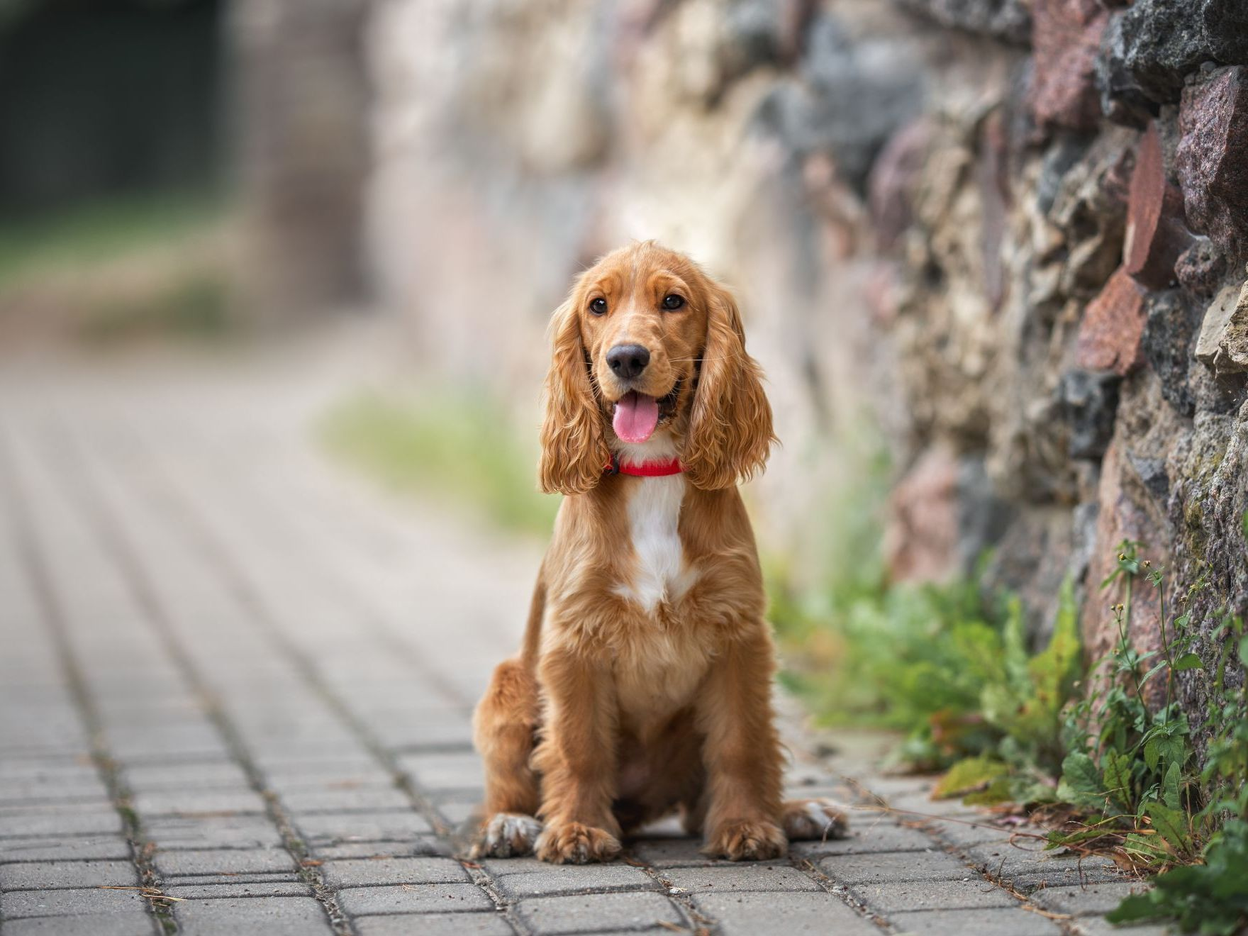 Chiot cocker anglais roux assis à l'extérieur près d'un mur