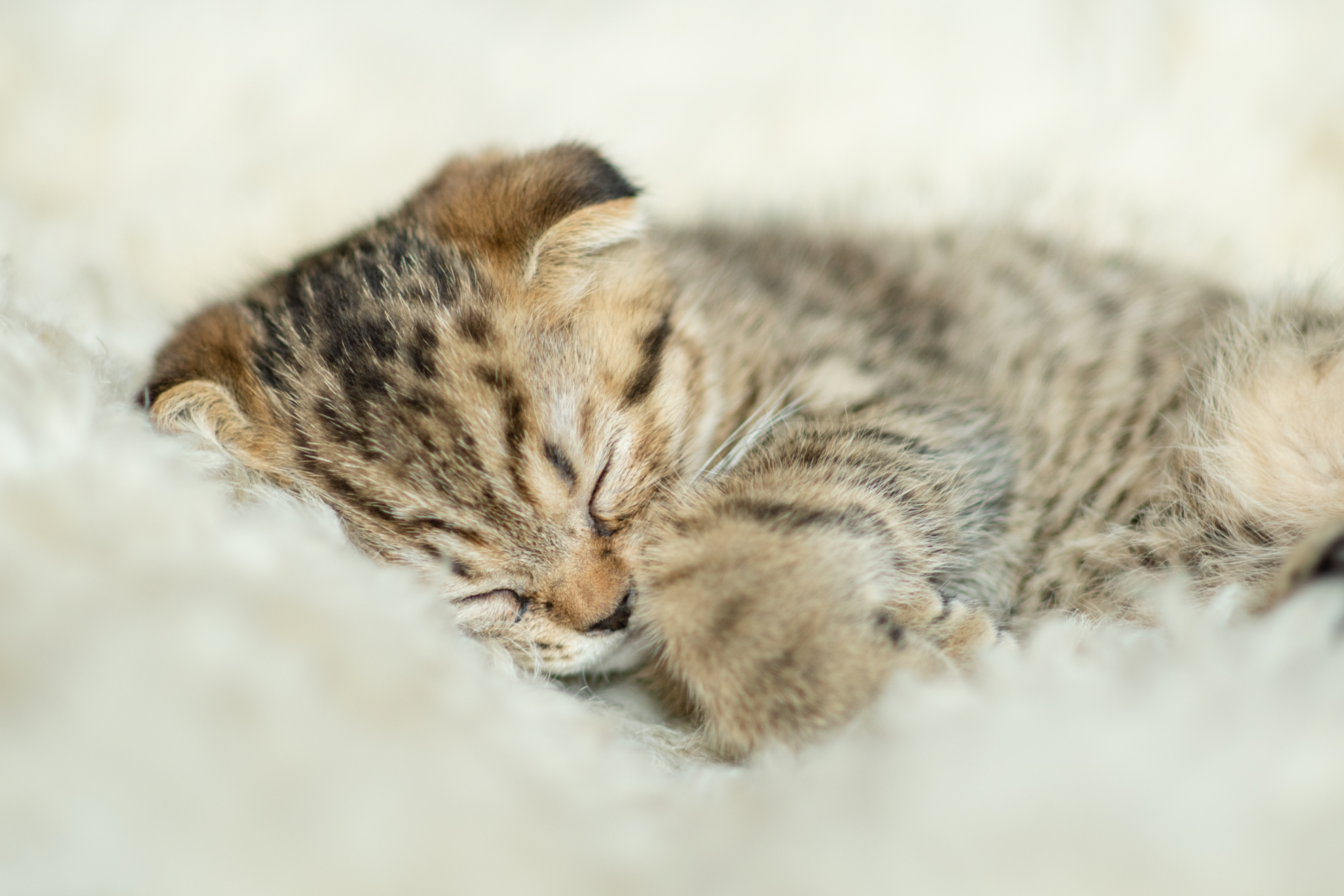 petit chaton bien installé dort sur un lit à la maison