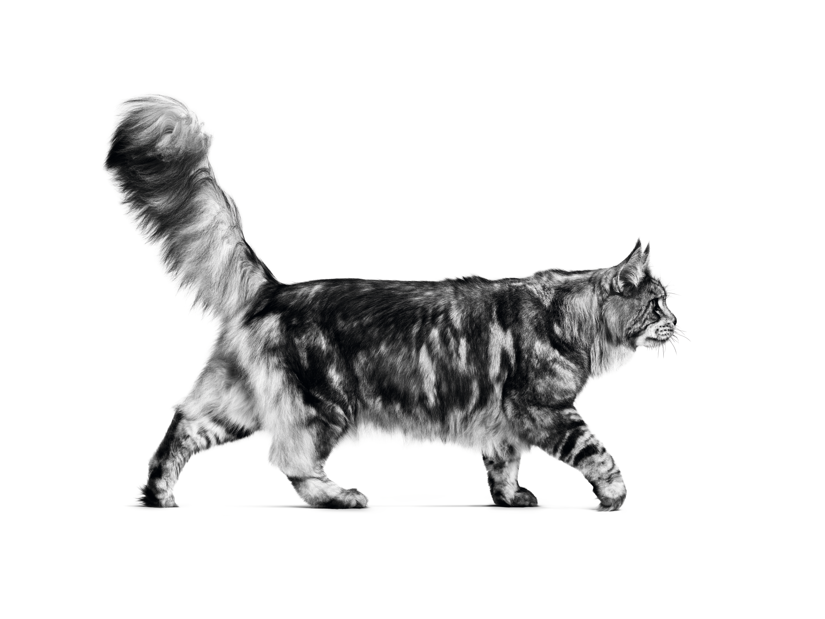 Maine Coon adult walking on a white background 