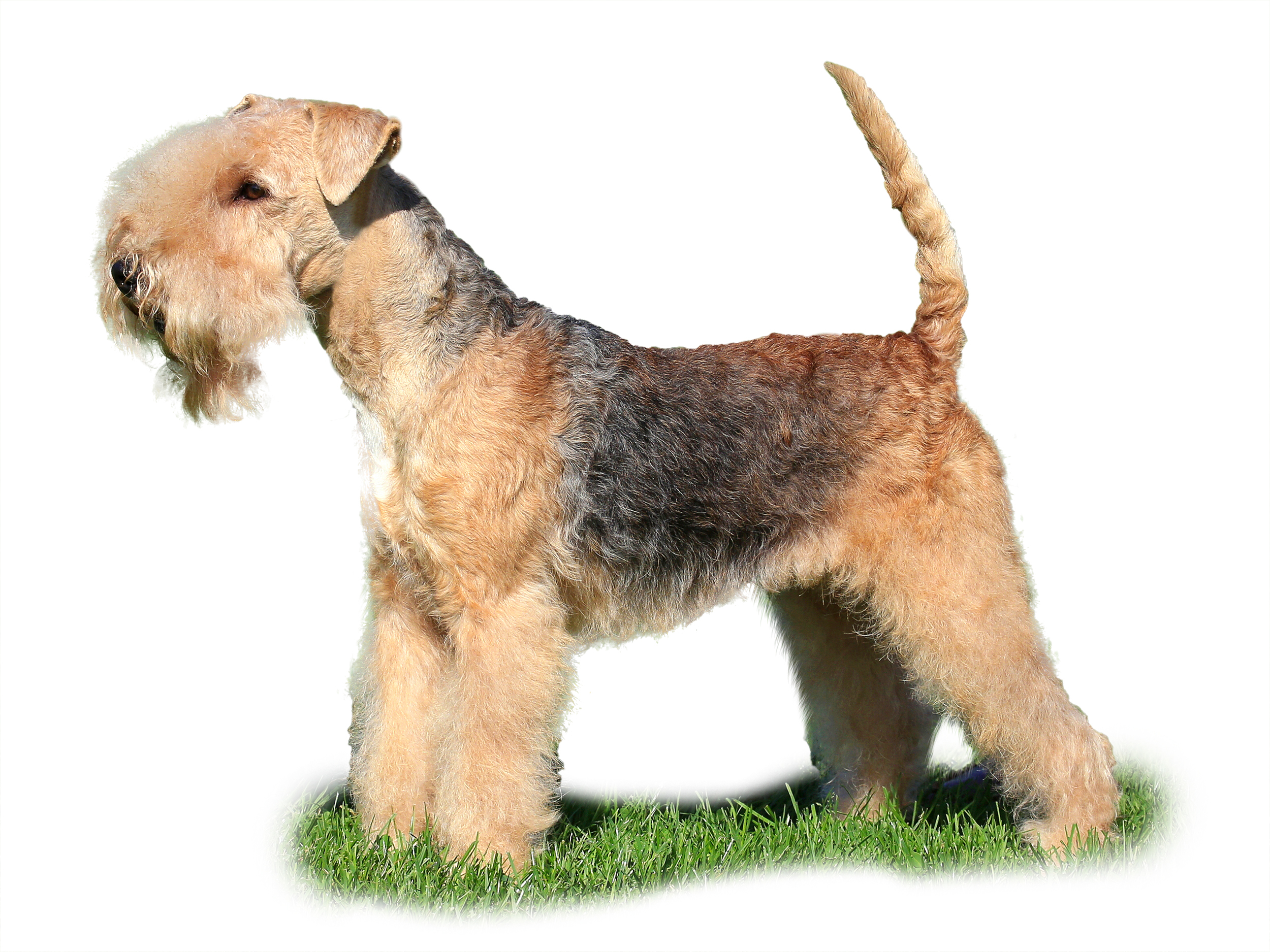 Lakeland Terrier adult black and white