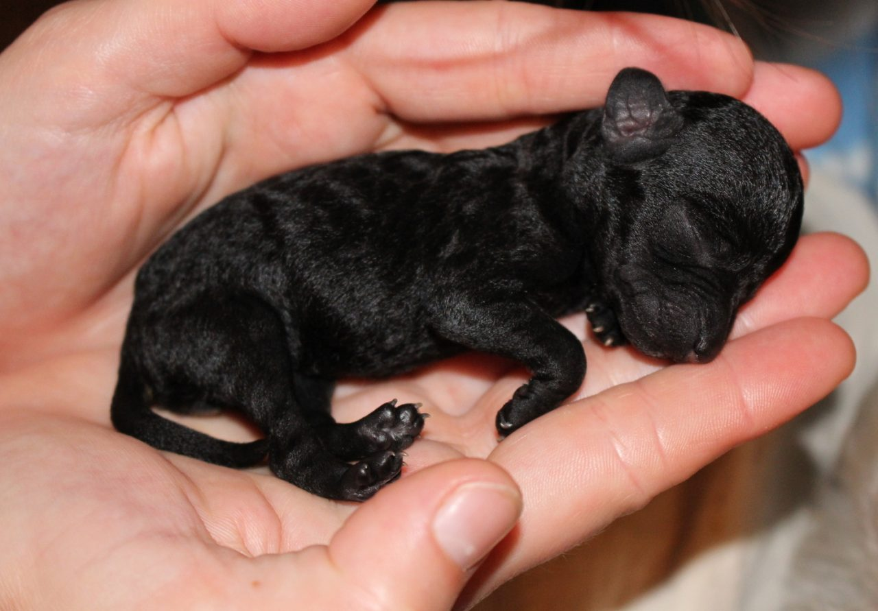 Ein neugeborener schwarzer Hundewelpe liegt in einer Handfläche.