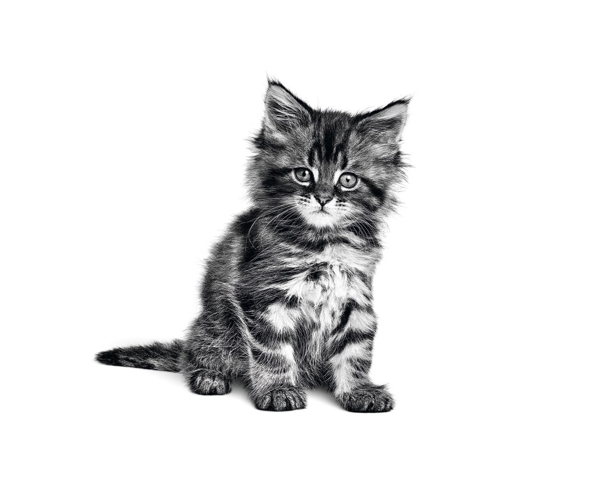 Черно-белое изображение сидящего котенка мэйн-куна на белом фоне