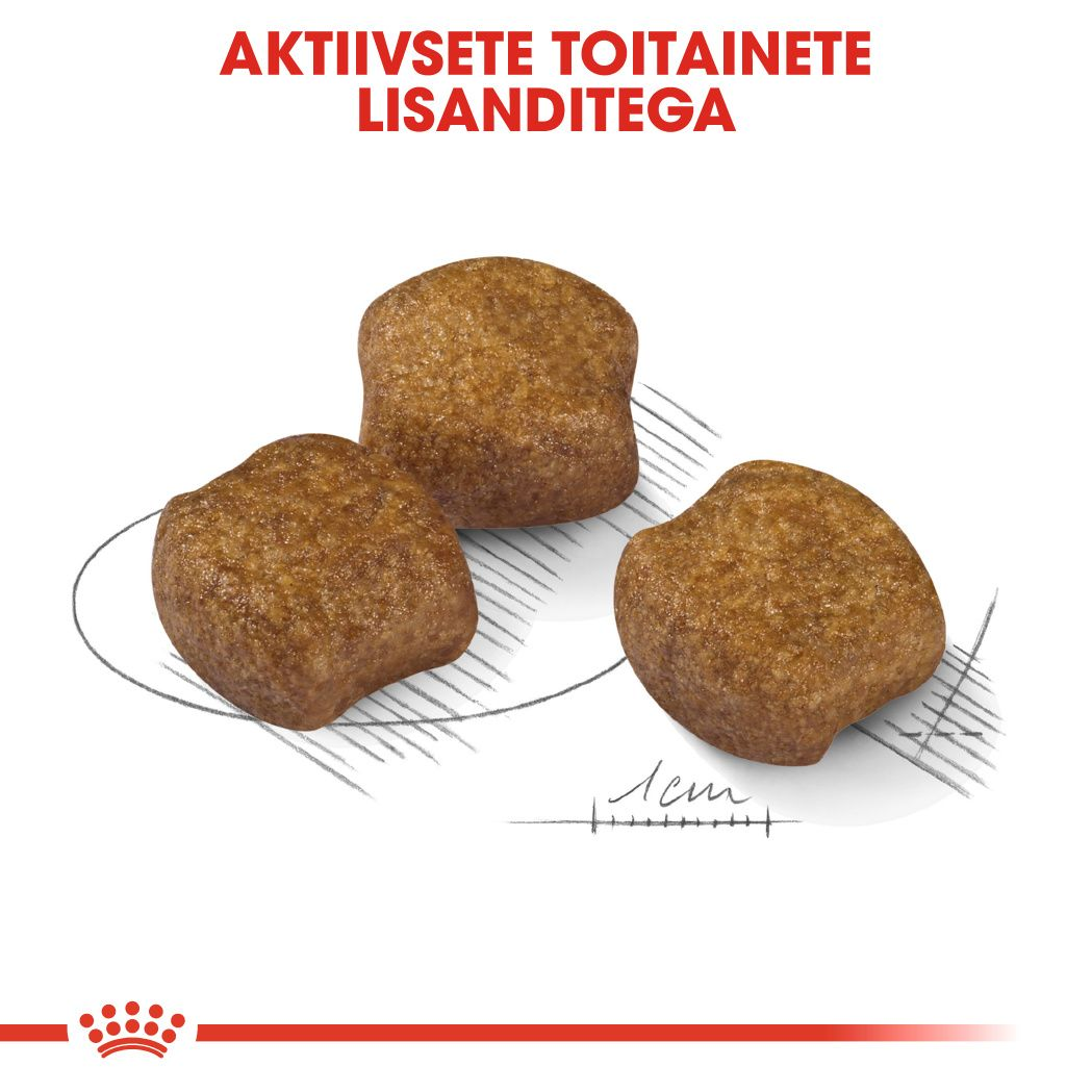 Royal Canin Medium Dental Care kuivtoit