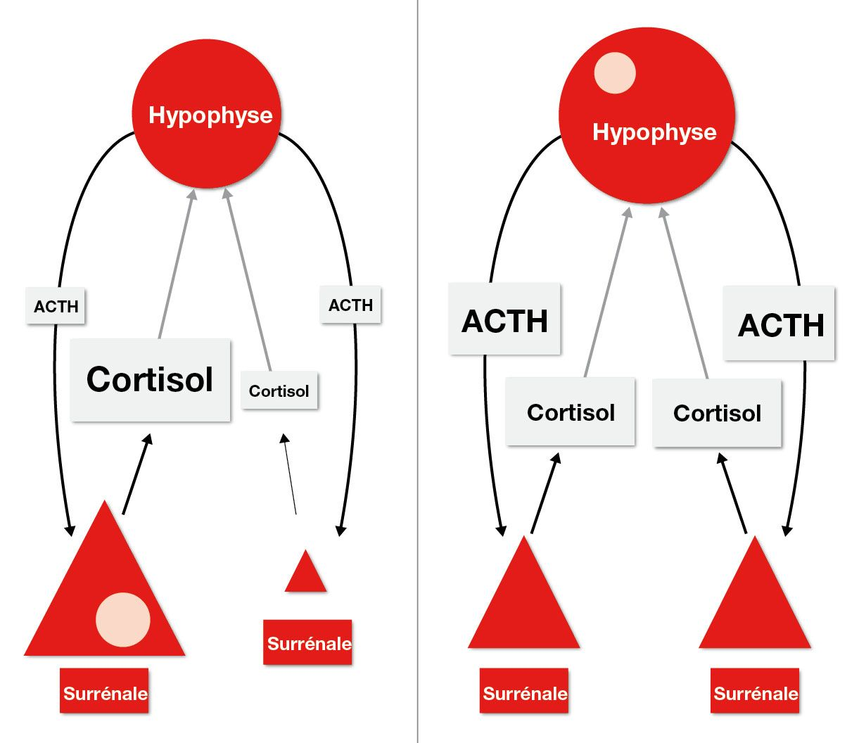Figure 5. (a) Reprsentation schmatique dun chien souffrant 