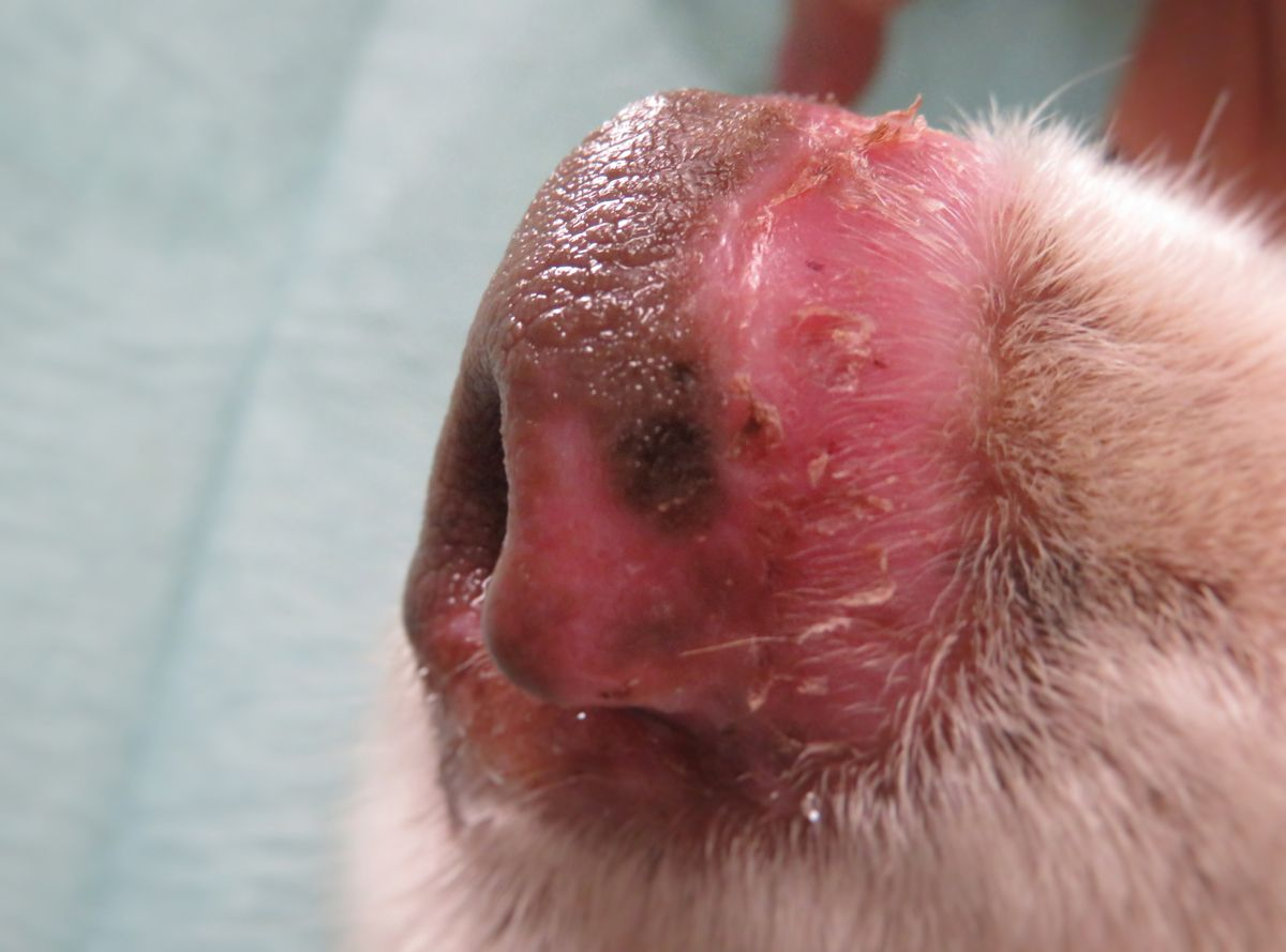 Ulcerative dermatitis of the nasal planum can be diffuse and may mimic discoid lupus erythematosus.