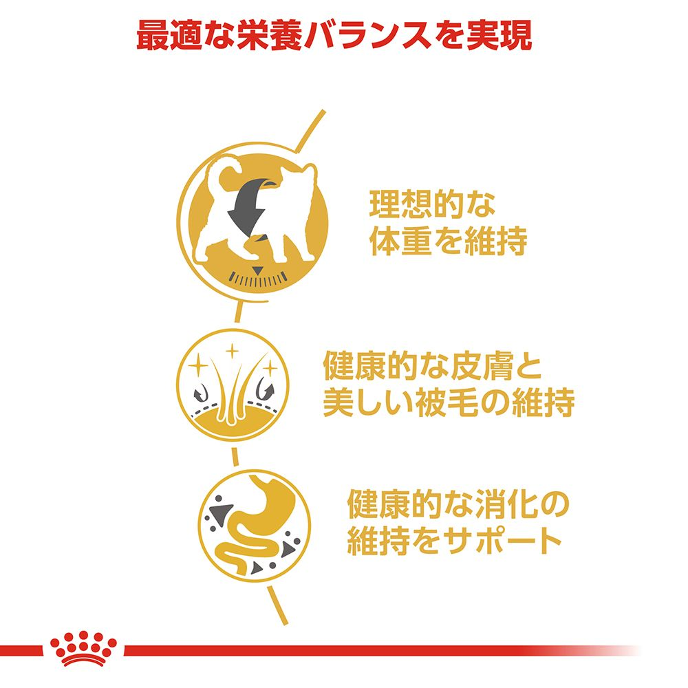 アメリカンショートヘアー（成猫用 ドライ） | Royal Canin JP