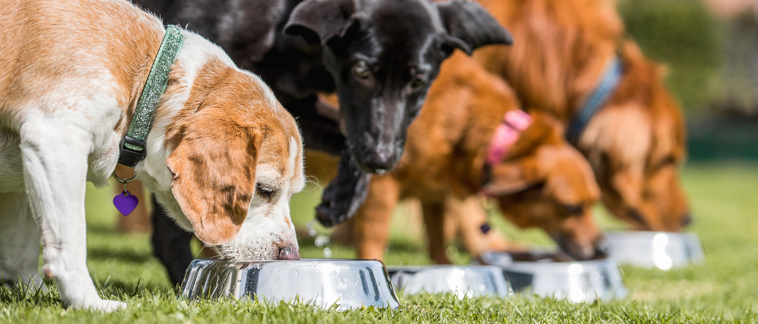 Adult dogs standing outdoors eating from silver bowls.