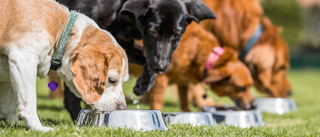 Adult dogs standing outdoors eating from silver bowls.