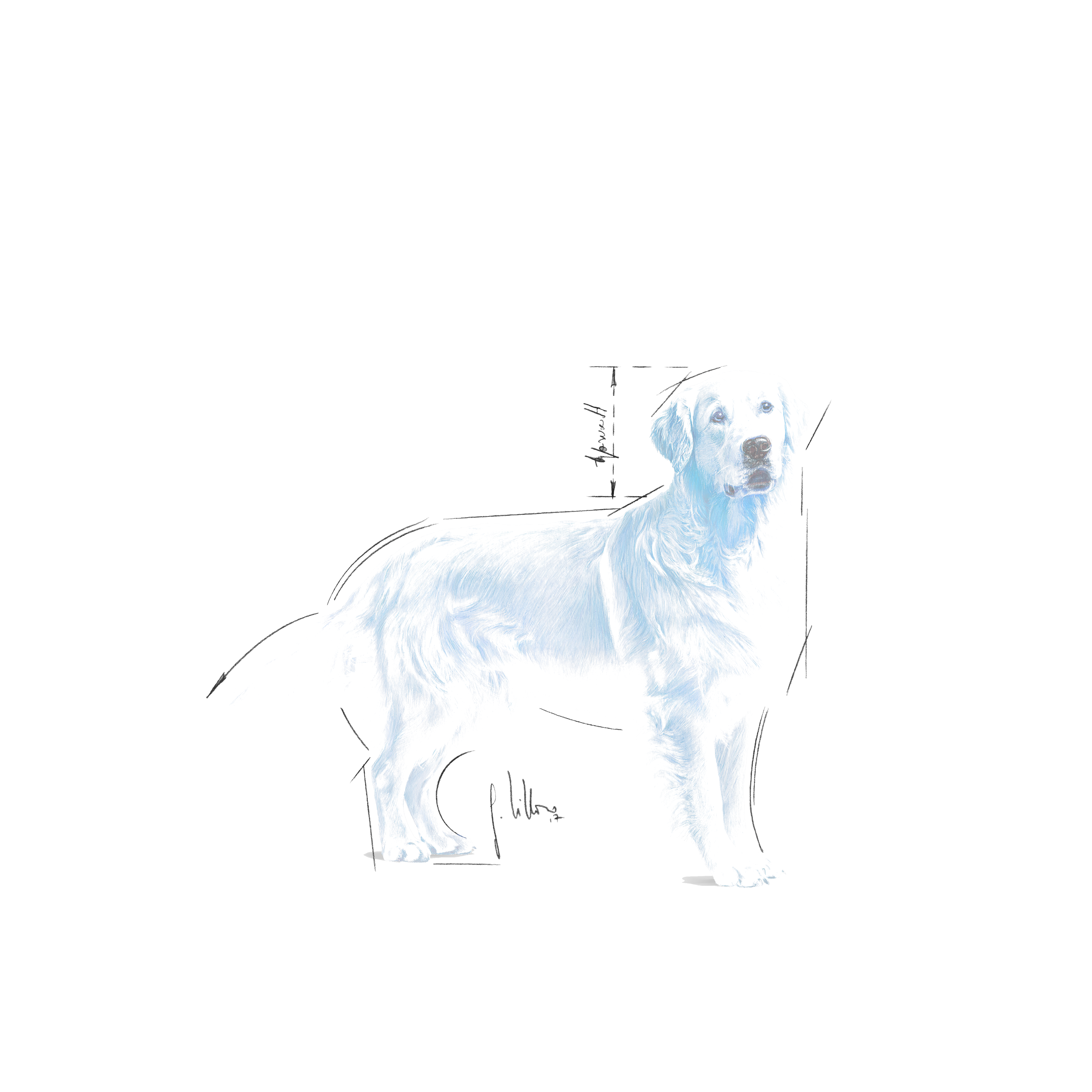 Golden Retriever Adult Kering Royal Canin