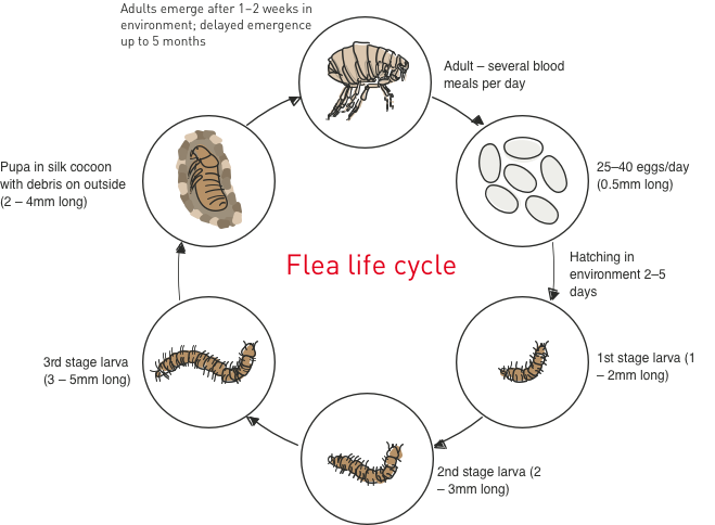 Adult German Shepherd standing outdoors.