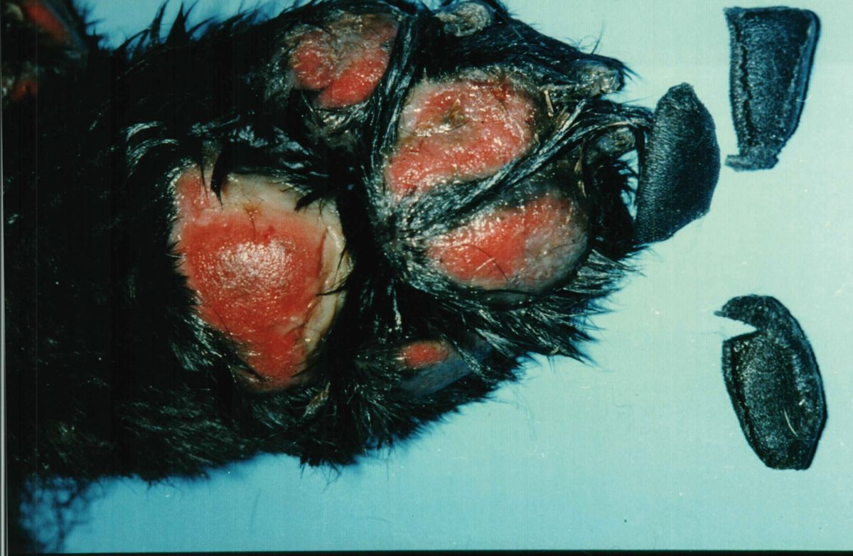 Figure 14. Sloughed footpads from a Chow Chow with TEN subsequent to a potentiated sulfonomide antibiotic.© Patricia D. White