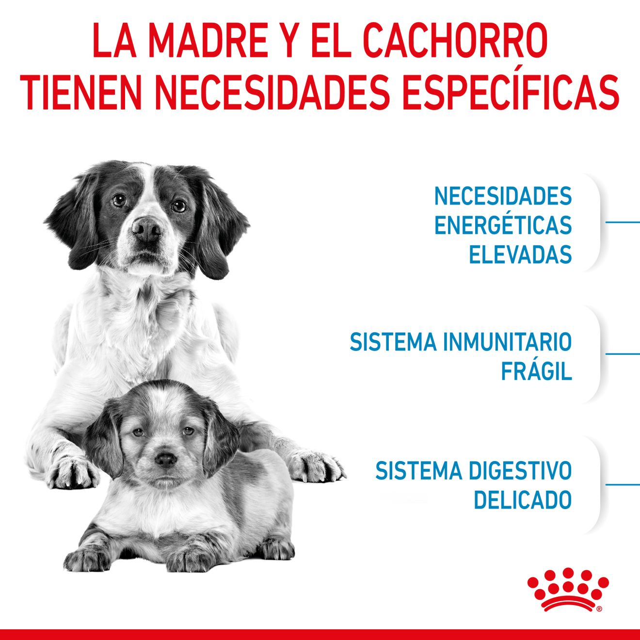 STARTER Mother & Babydog - MEDIUM