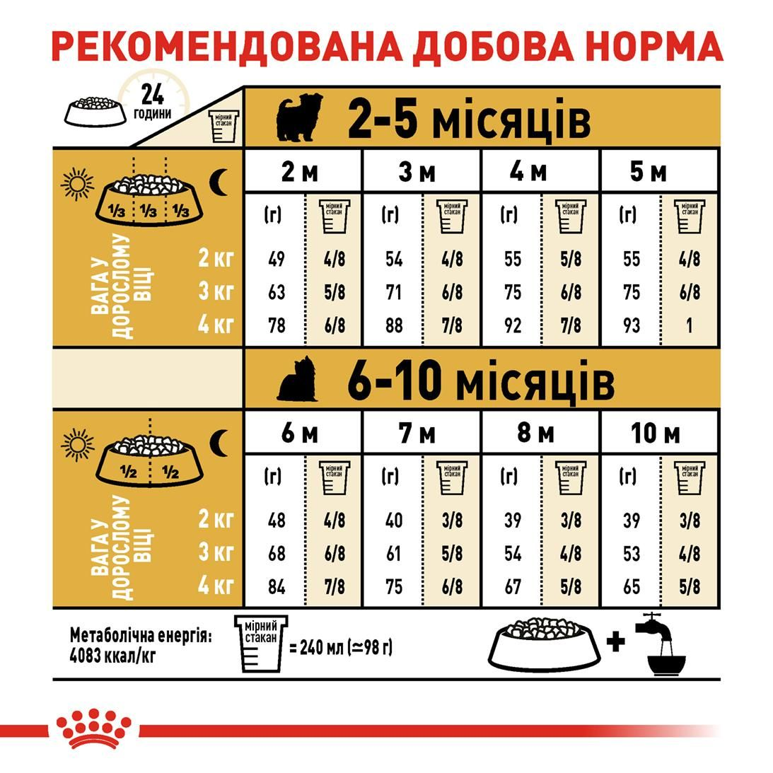 Yorkshire Terrier Puppy