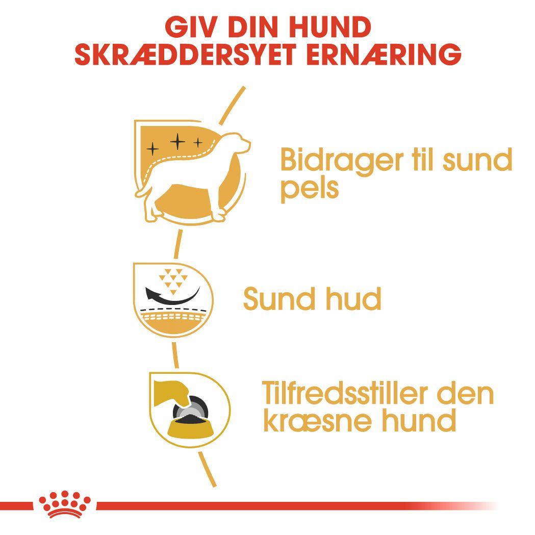 West Highland White Terrier Adult