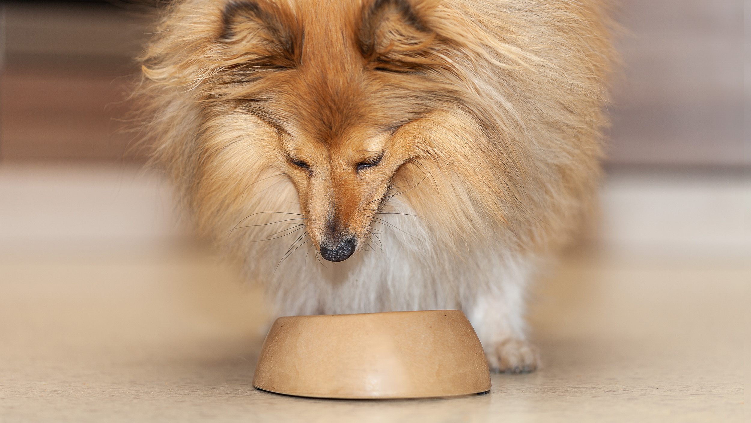 Shetland Sheepdog standing indoors next to a gold bowl.