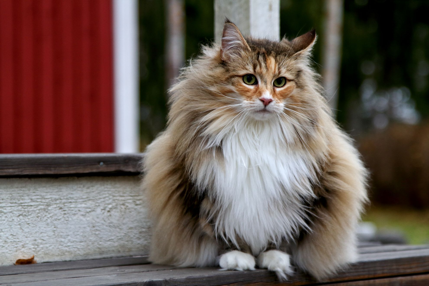 Норвежская Лесная кошка самка