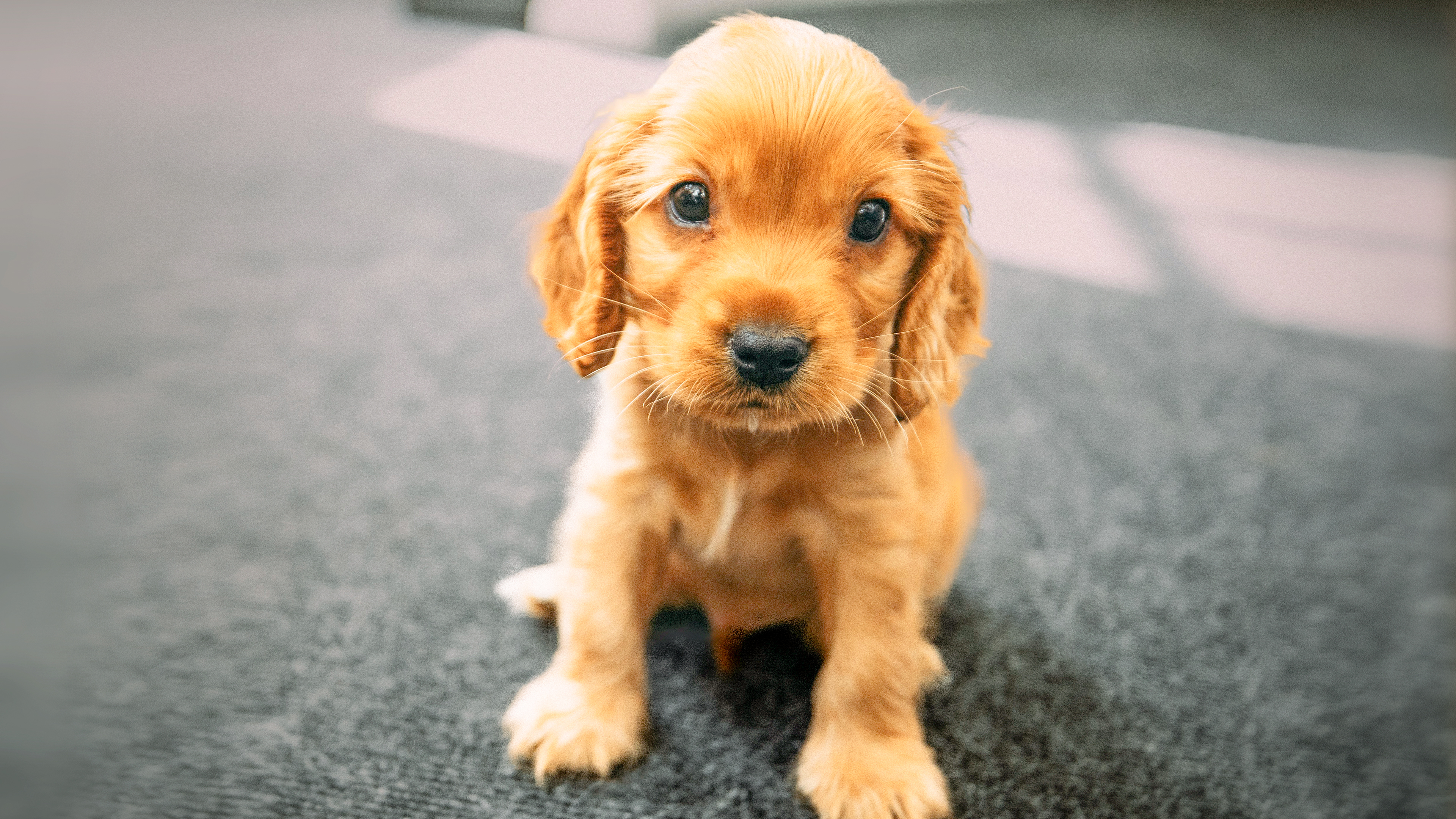 English Cocker Spaniel puppy sitting down indoors