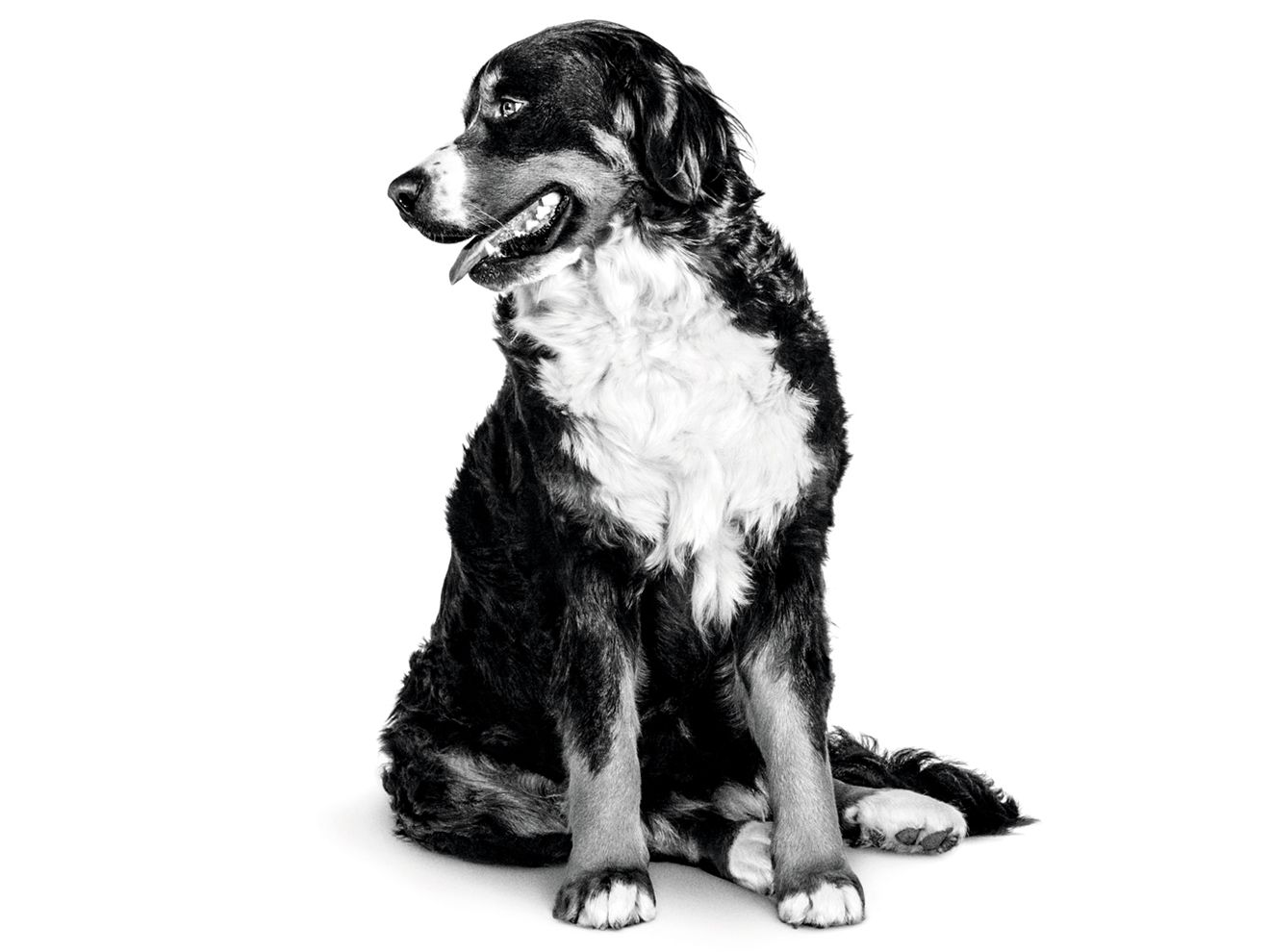 Black and white dog