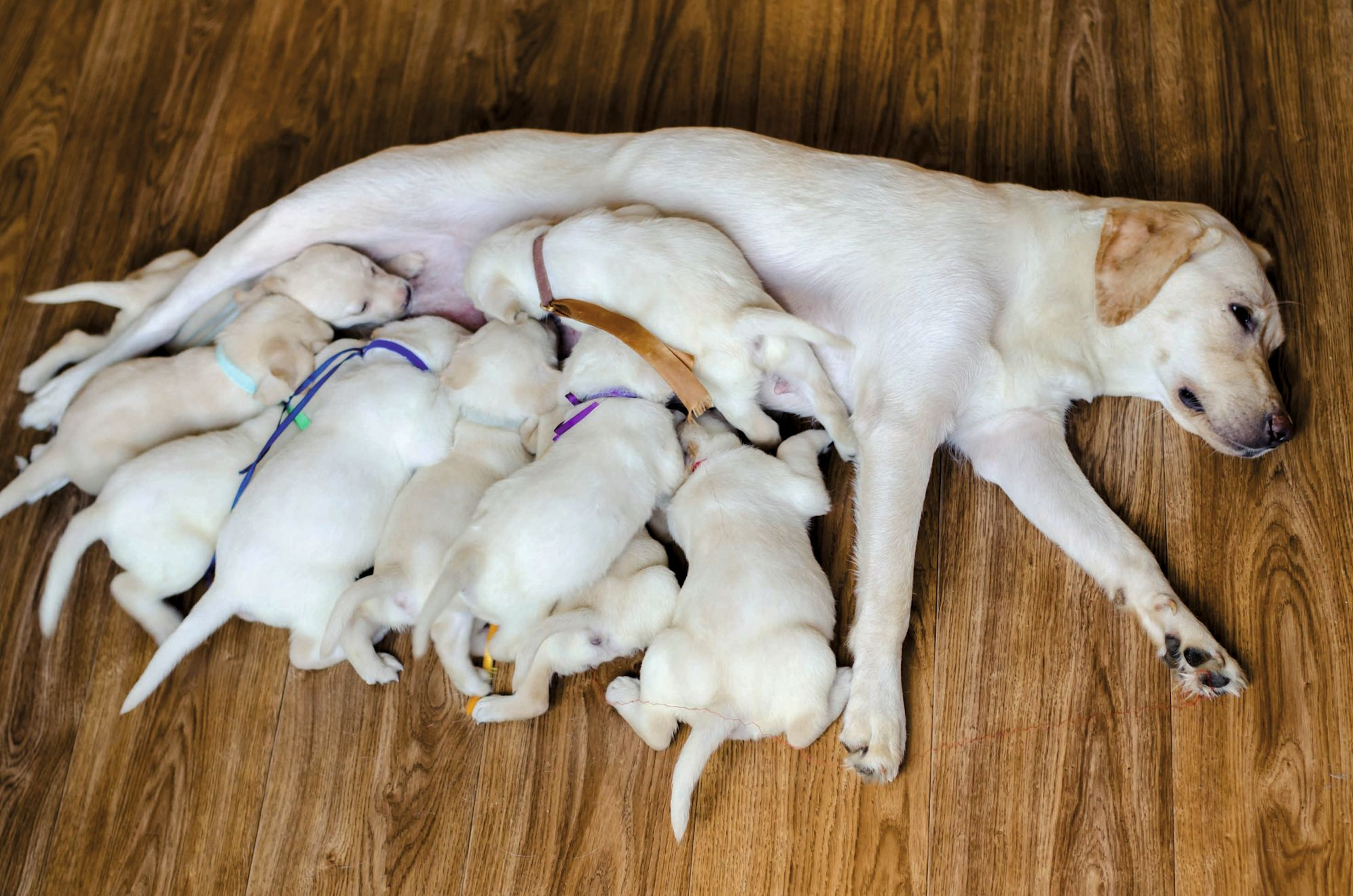 A bitch nursing her puppies whilst lying down