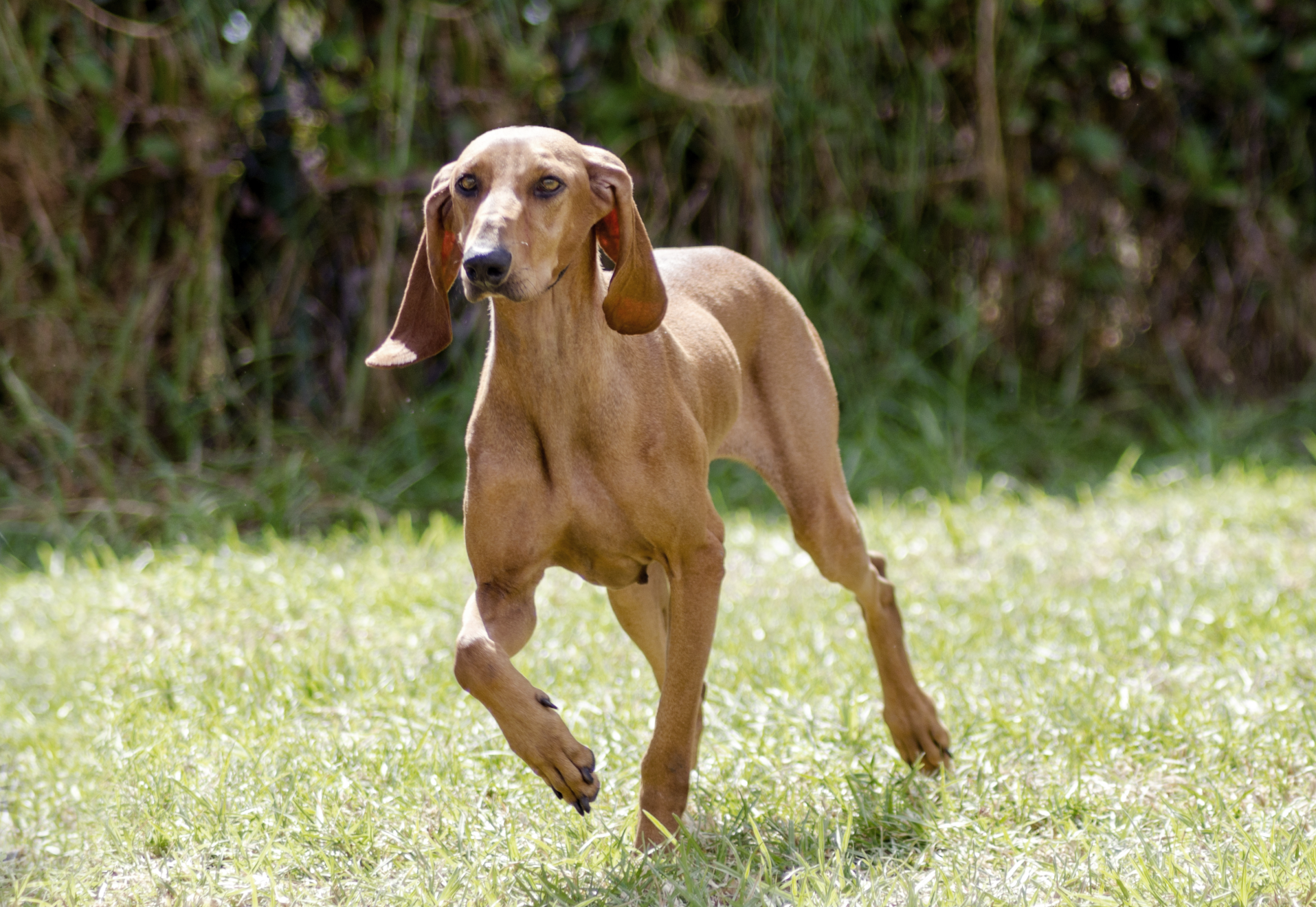Italian Shorthaired Hound running over grass, caught with paw up