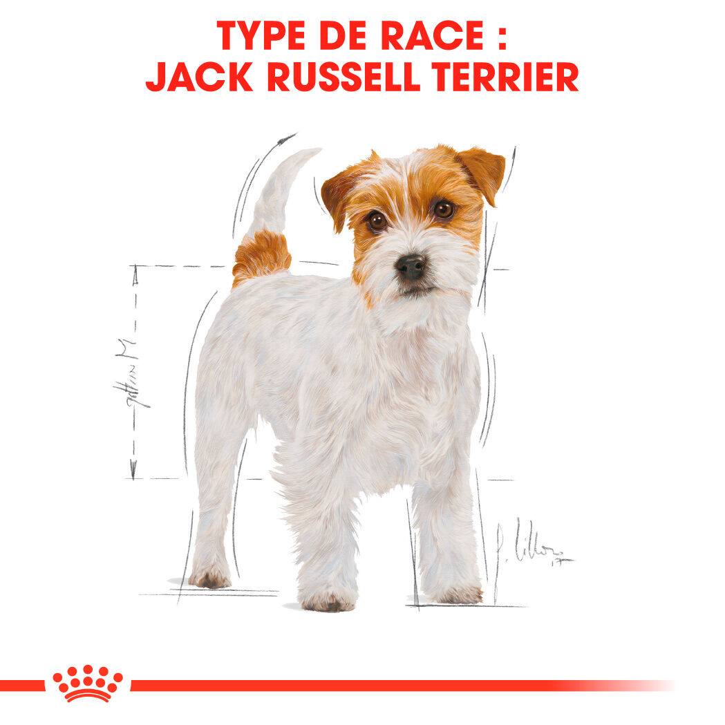 Jack Russell Terrier Adult