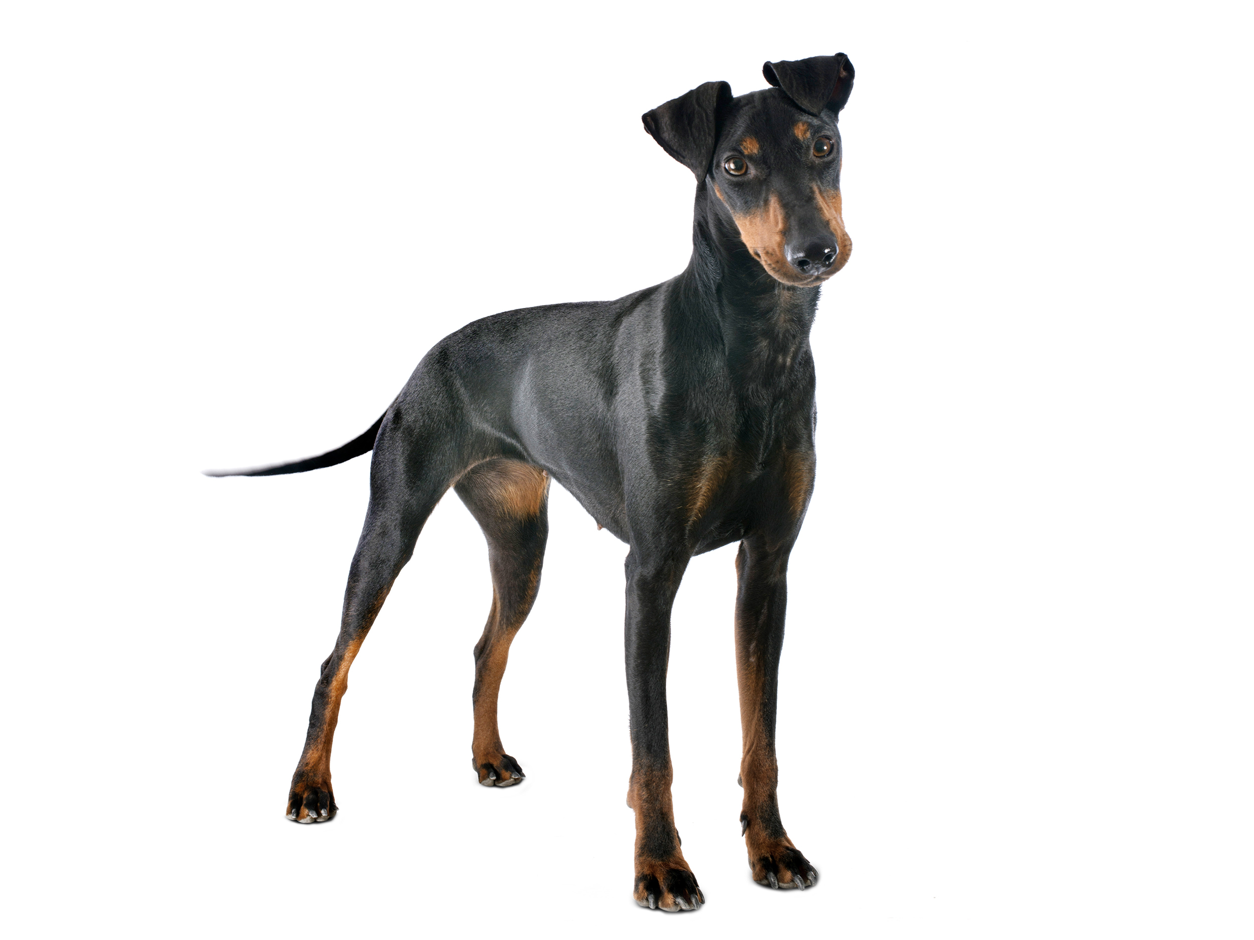 Manchester Terrier adult black and white