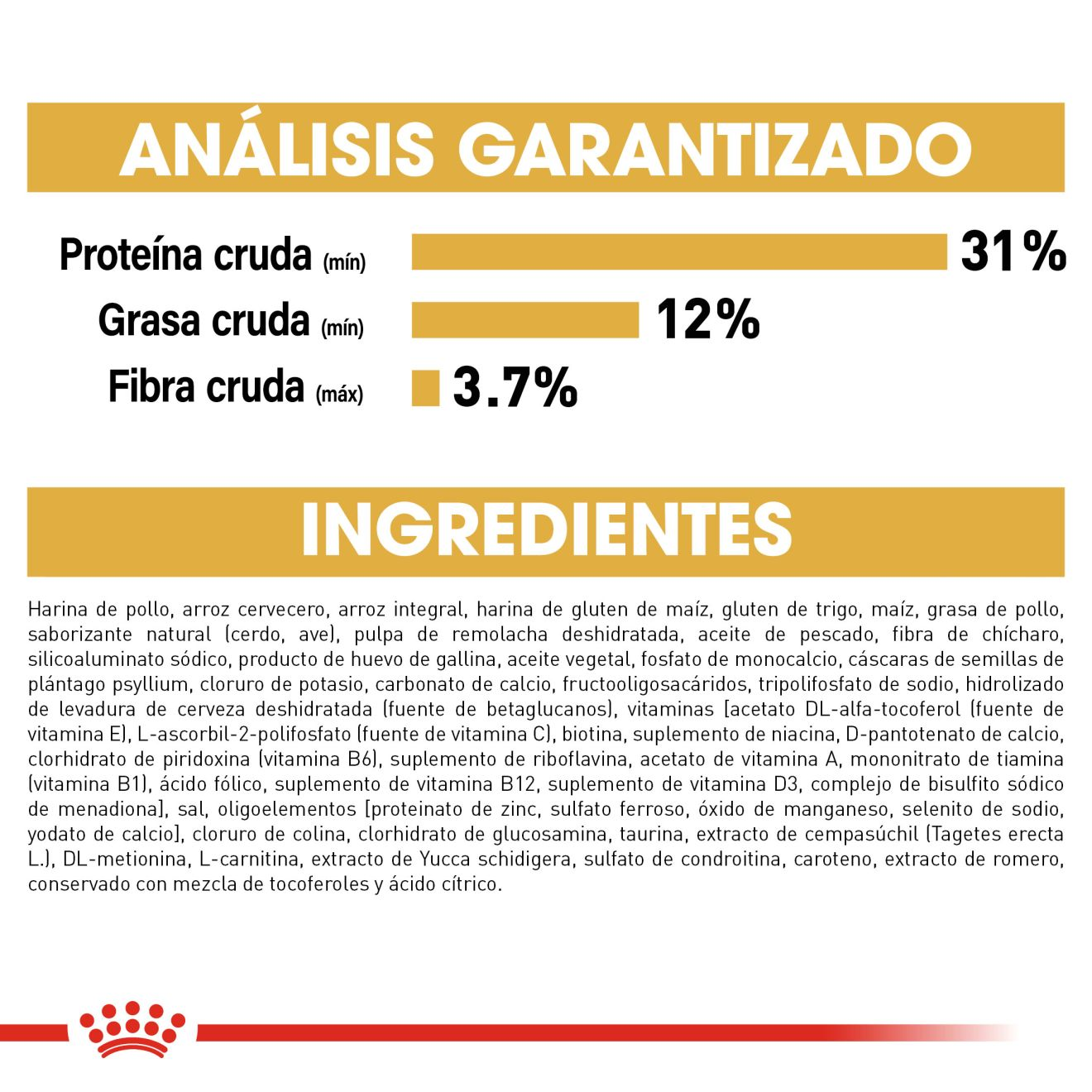 Labrador Retriever Cachorro