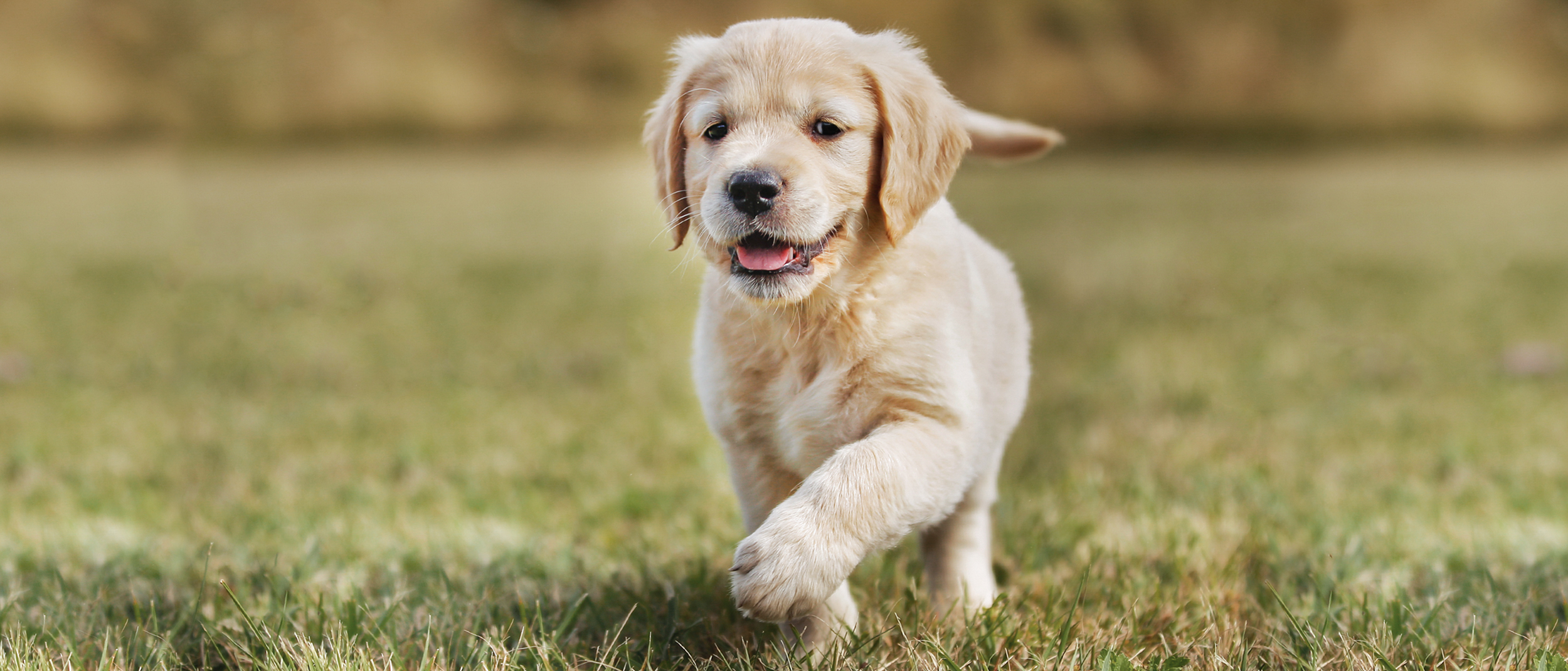 Ein Golden-Retriever-Welpe läuft über Rasen auf die Kamera zu. Er hat das Maul leicht geöffnet und eine Vorderpfote gehoben.