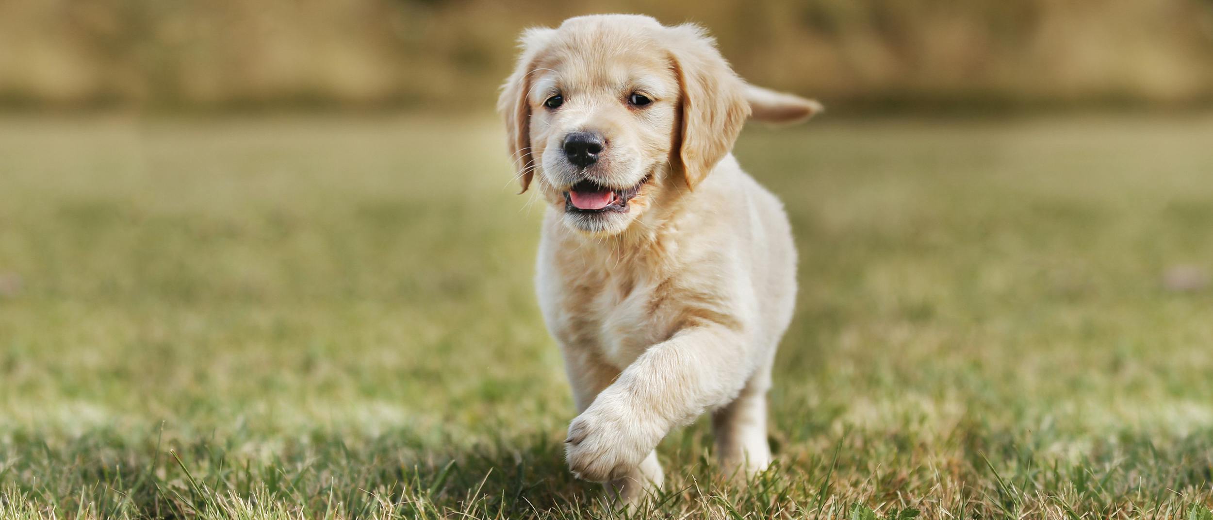 Yavru Kopek Nasil Sahiplenilir Royal Canin