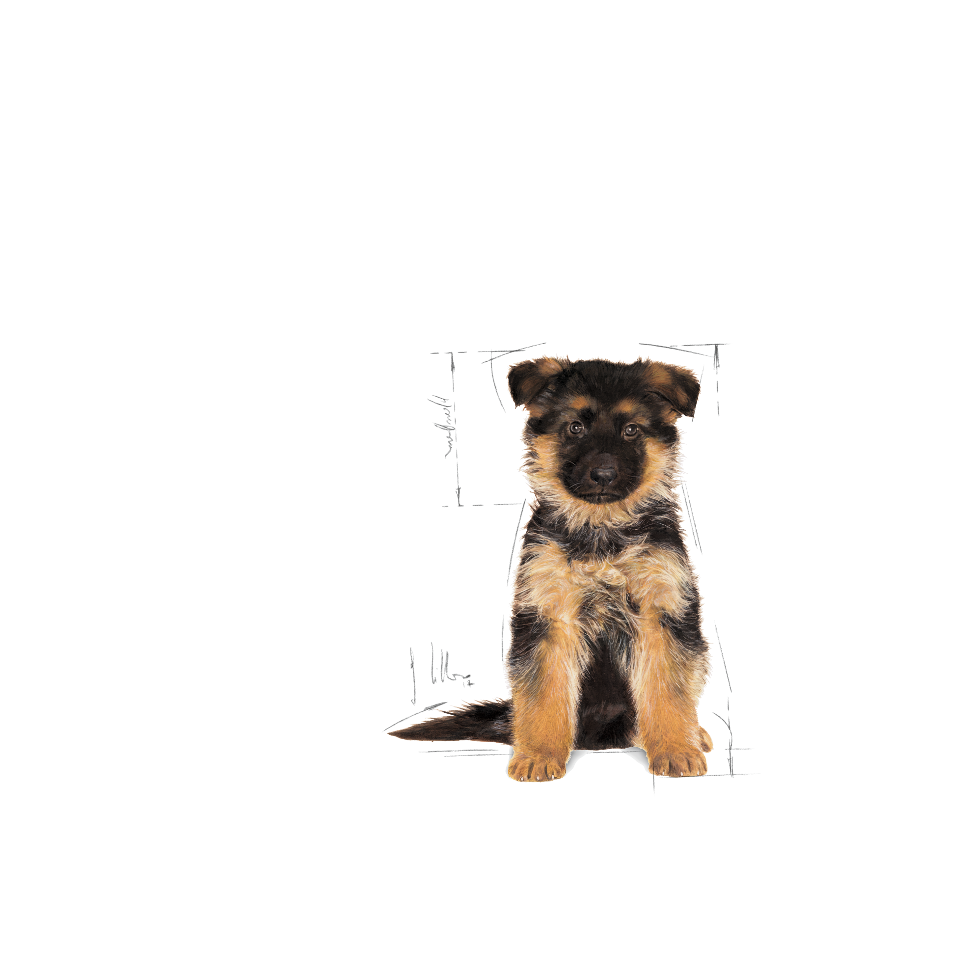 royal canin airedale