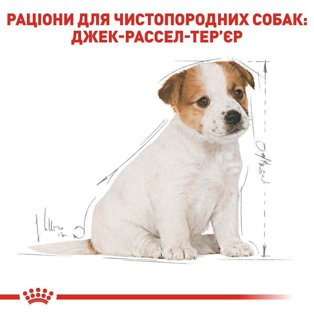 Jack Russell Terrier Puppy