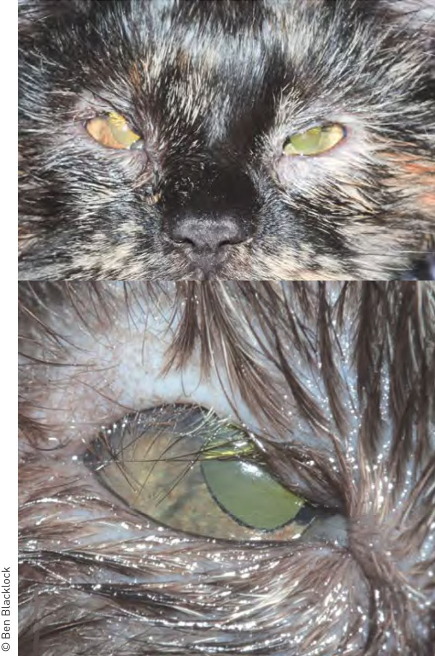Figura 1. Coloboma palpebral observado em gato jovem, afetando a margem temporal da pálpebra superior. Note a presença de triquíase, epífora e secreção mucoide. © Ben Blacklock
