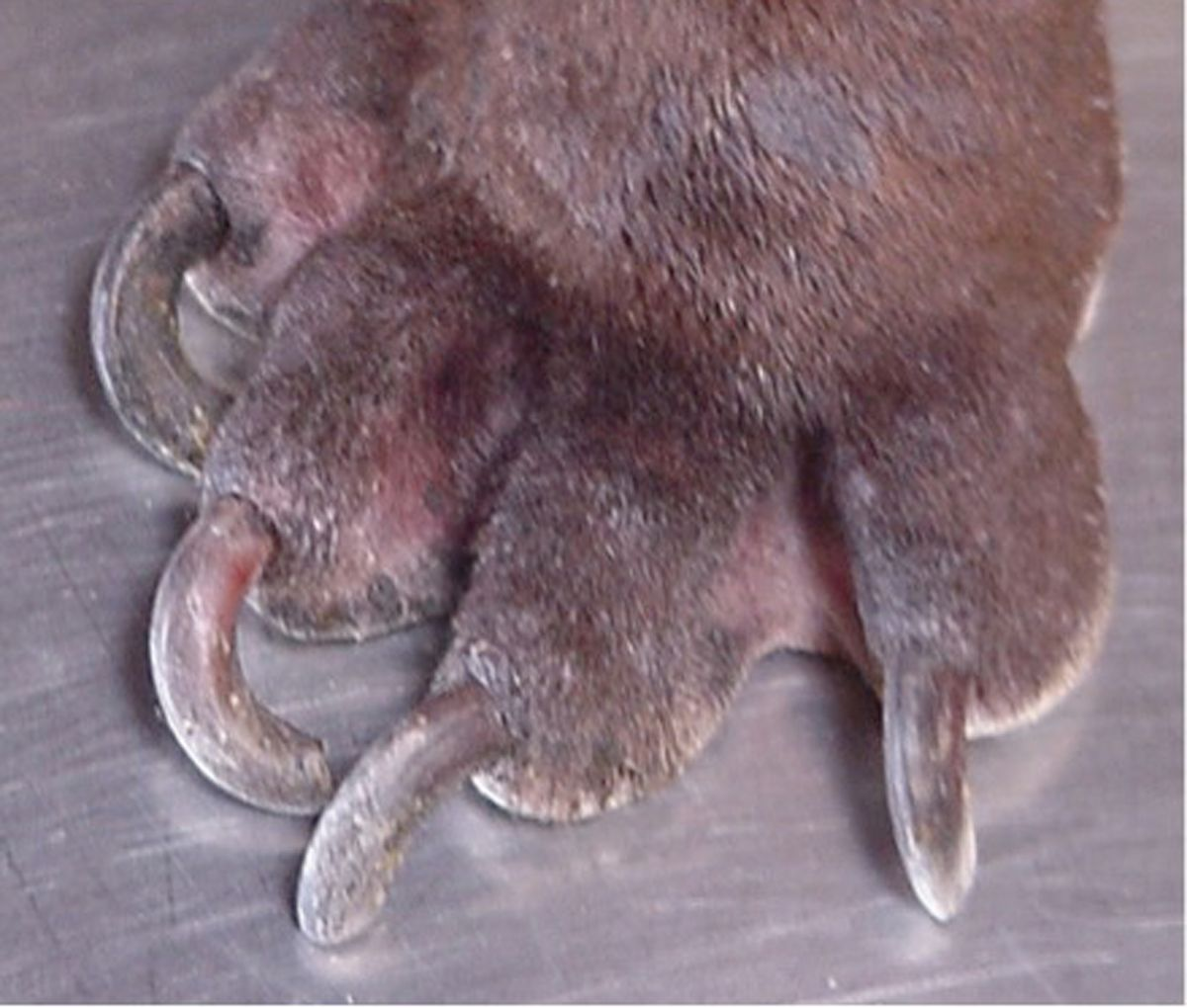 Dermatological Signs of Leishmaniasis in Dogs