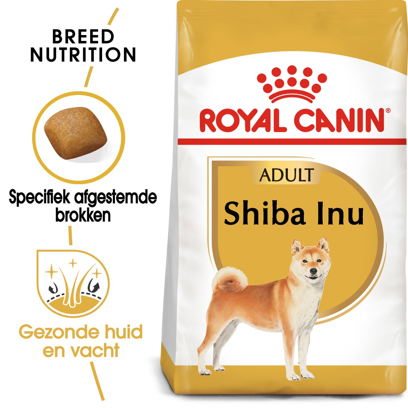 Shiba Inu Adult