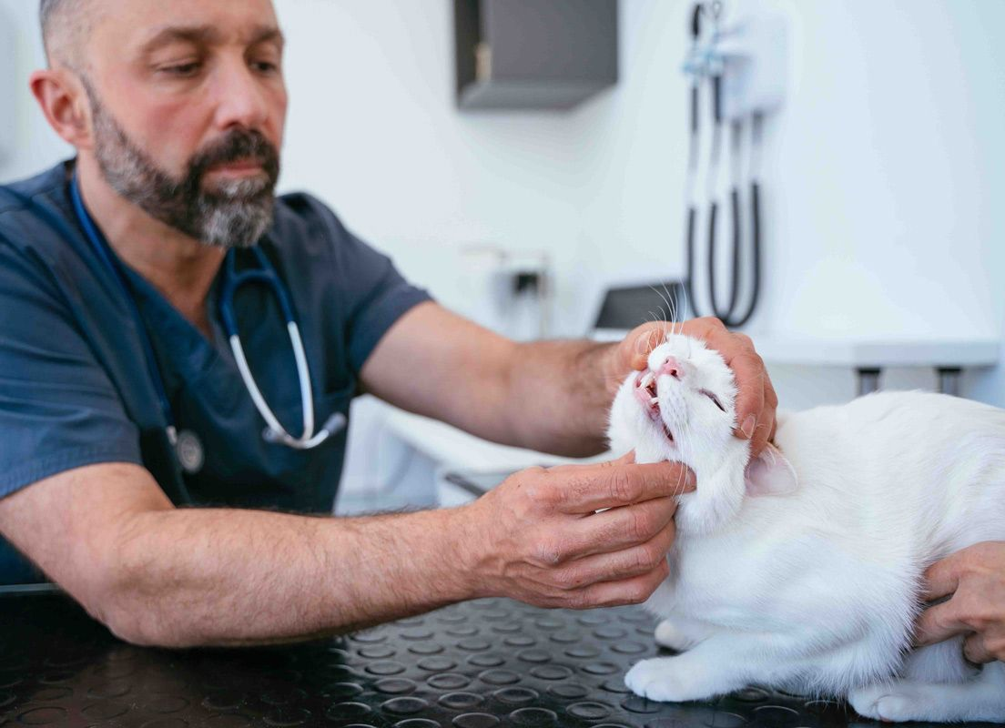 Les chats âgés et très âgés souffrent souvent de problèmes dentaires qui peuvent faire diminuer leur consommation alimentaire