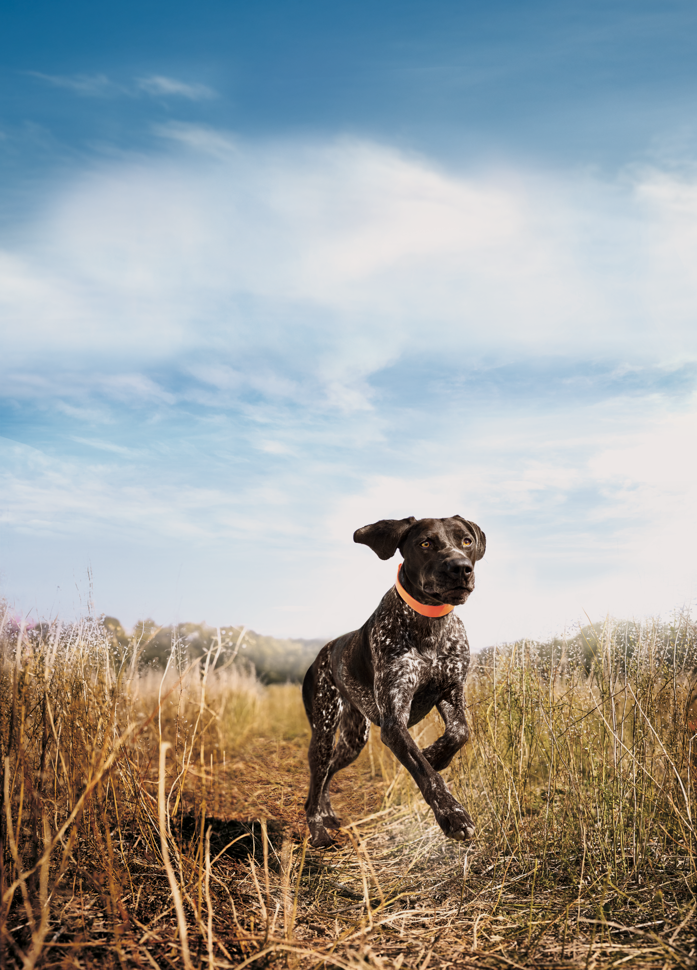Eukanuba Premium Performance 30/20 Sport 