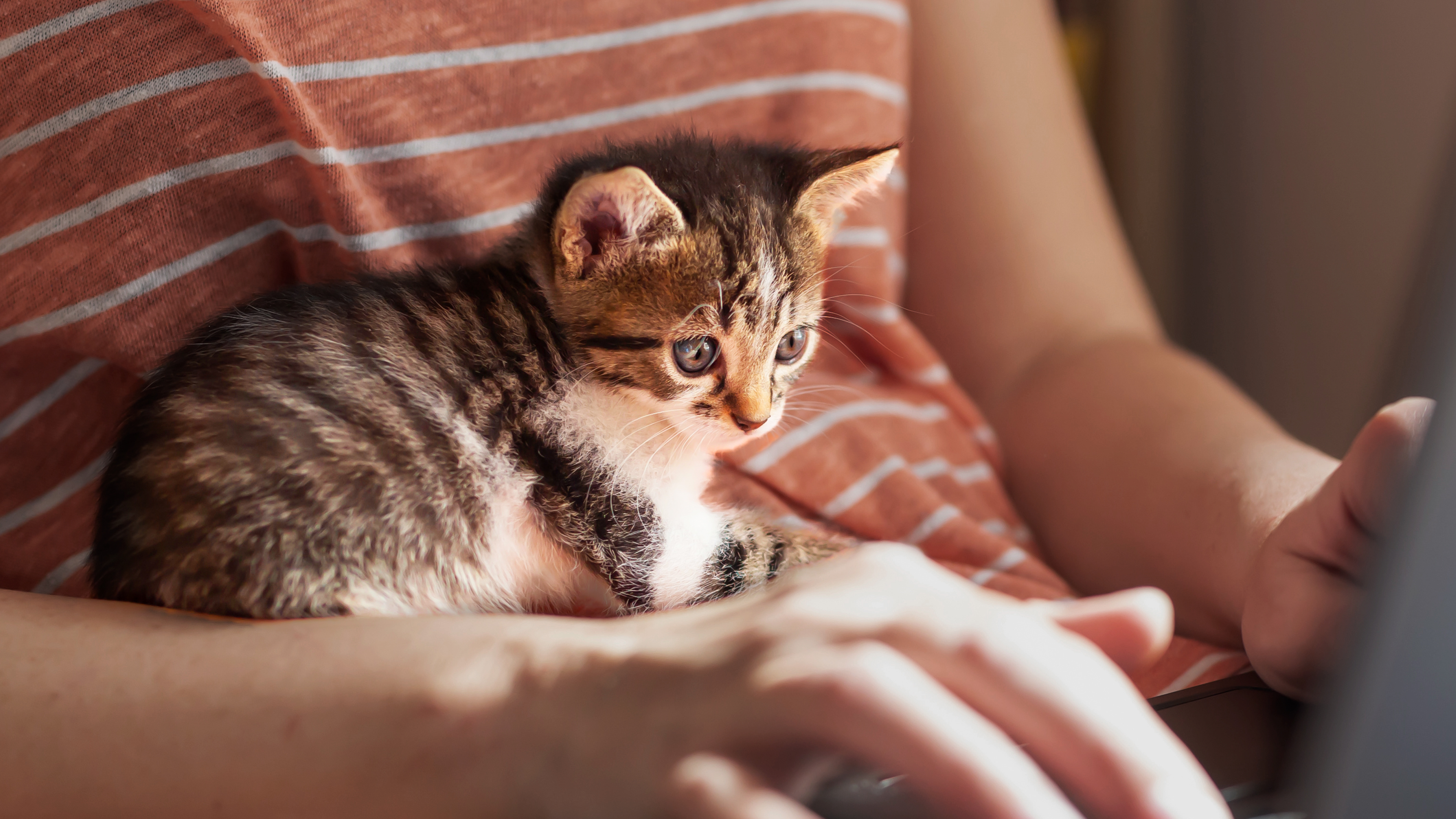 Kitten sitting on owners lap