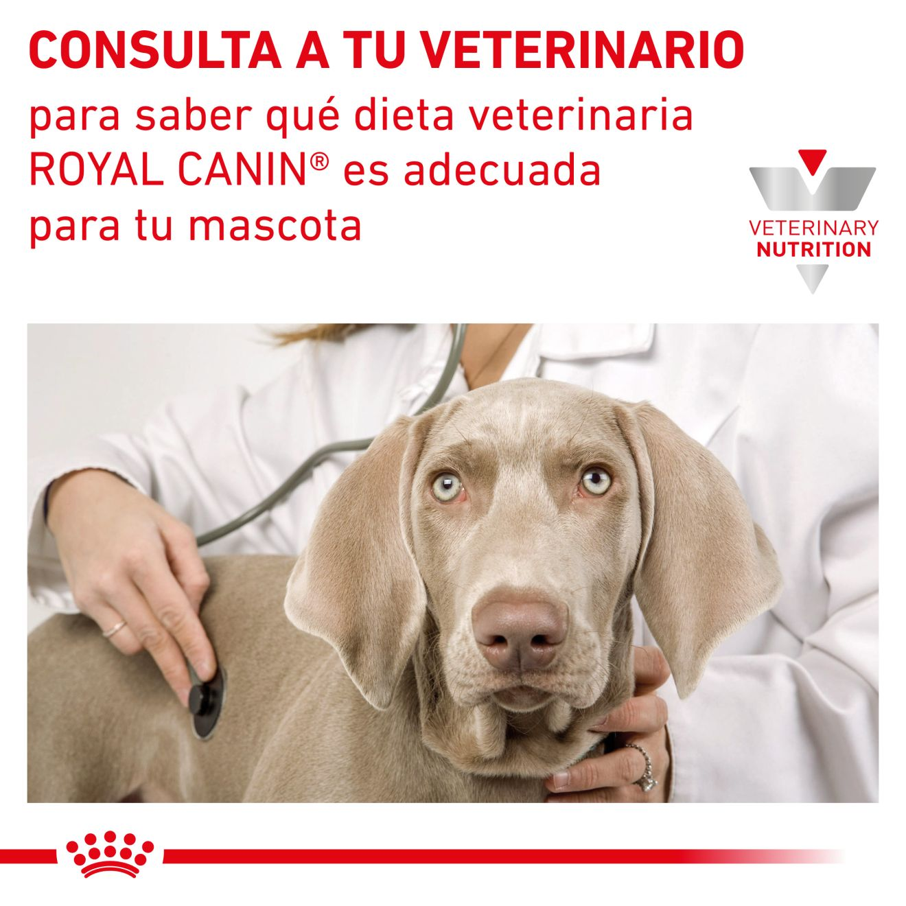 Tavares Agro Pet - A Ração Úmida Royal Canin Recovery Cães e Gatos é  indicada para gatos e cães que estão se recuperando ou mesmo os que estão  em convalescência. De altíssimo