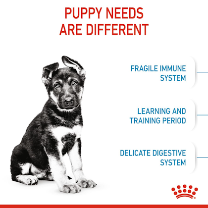 SOL - HERO IMAGE - MAXI PUPPY DRY B1 - CV2